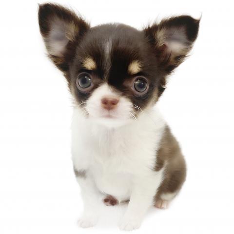 チワワ（ロングコート）