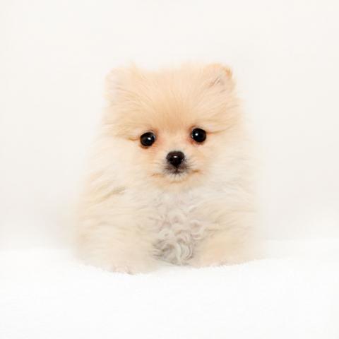 ポメラニアン
