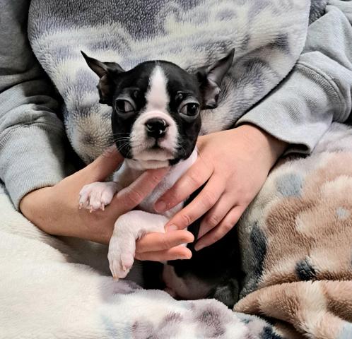 ボストンテリア