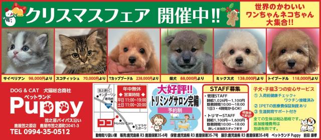 スコティッシュフォールド総額7万円🎄Xmasフェア広告の子🉐人気のスコティッシュ✨モフモフな毛並みの可愛い子💕