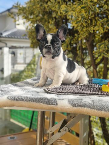 フレンチブルドッグ