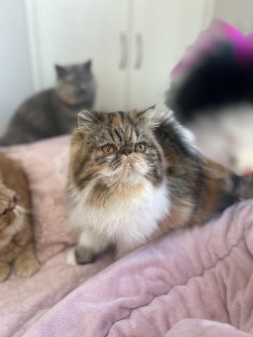 エキゾチックショートヘアー