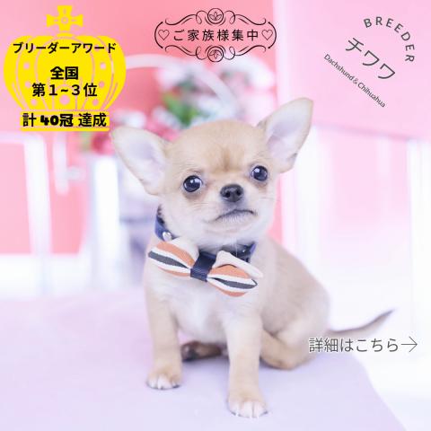 チワワ スムース