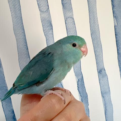 マメルリハ インコ   