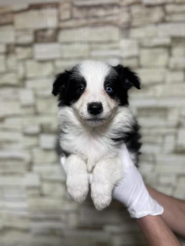 ボーダーコリー5123