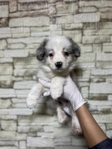 ボーダーコリー6816