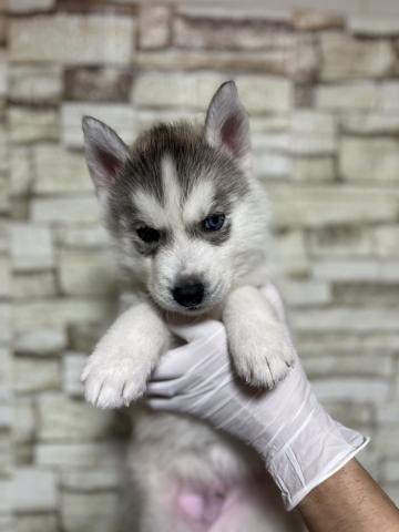 父JKCチャンピオン　左目ブルー