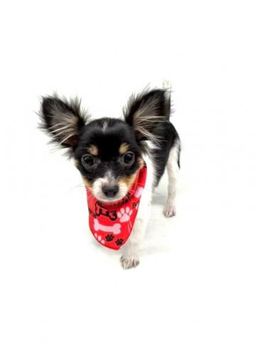 MIXポメラニアン×チワワ