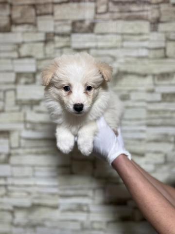 ボーダーコリー0134