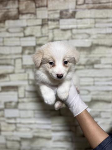 ボーダーコリー2164