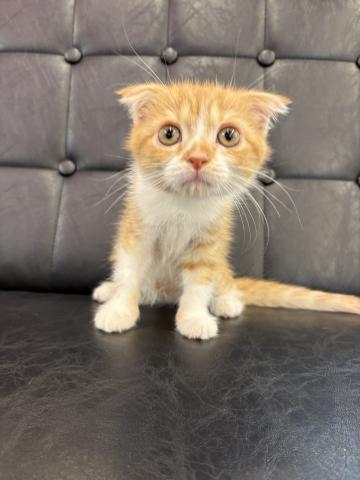 スコティッシュフォールド