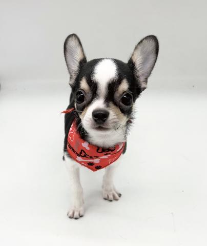 チワワ(スムースコート)