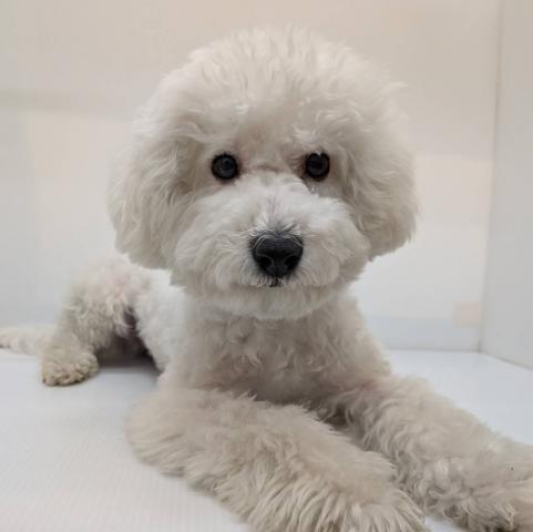 抱っこがだいすき🩷ピトッとくっついてくれます🥹