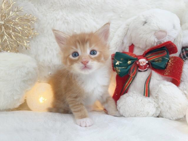 メインクーンレッドタビー＆ホワイト