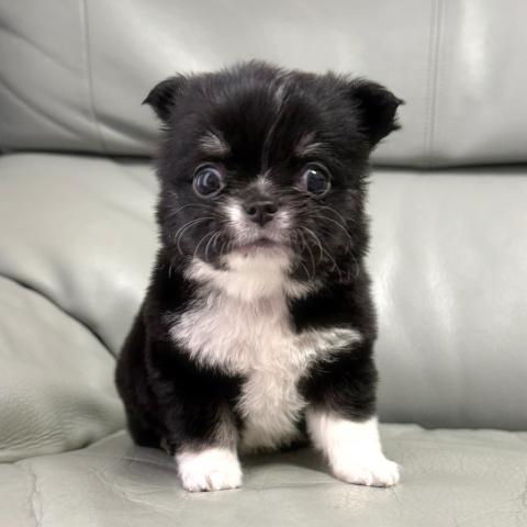 チワワ（ロングコート）