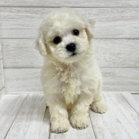 ビションフリーゼ