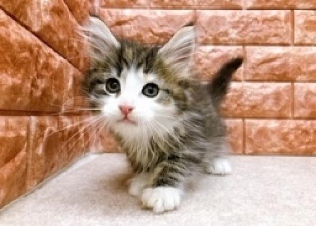 ノルウェージャンフォレストキャット