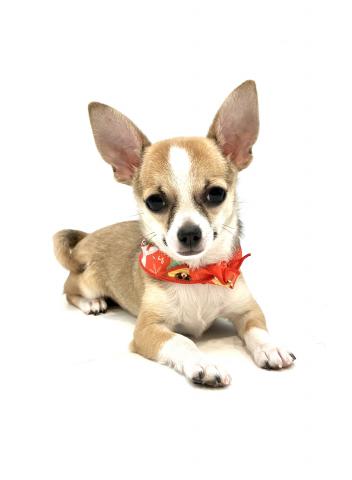 チワワ（スムースコート）