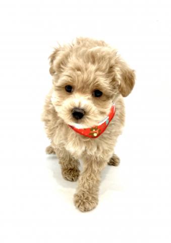 MIX犬(マルチーズ×トイプードル)