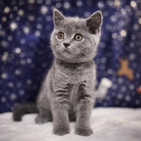 ブリティッシュショートヘア