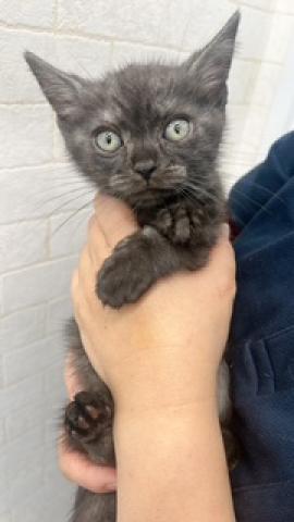 アメリカンショートヘアー