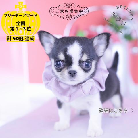 チワワ スムース
