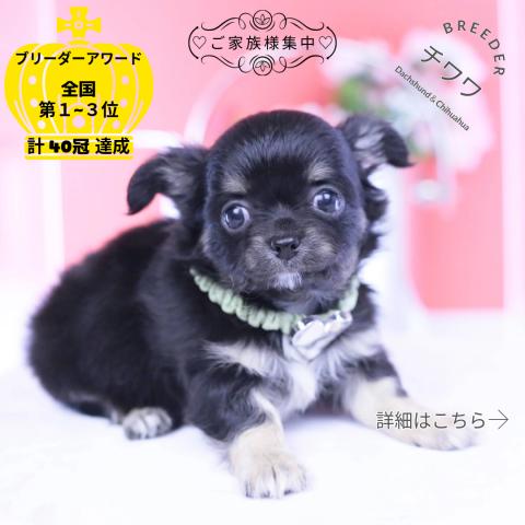 チワワ　ロング