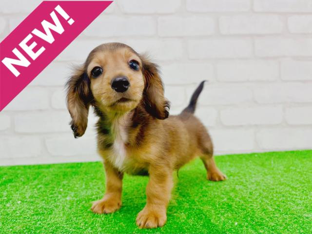 カニンヘンダックスフンド