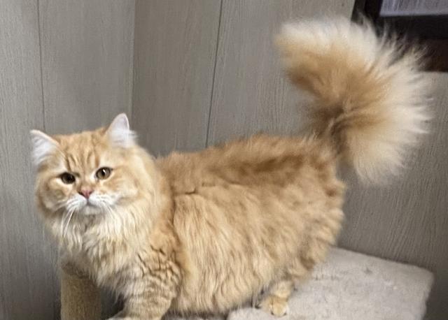 アメリカンカール