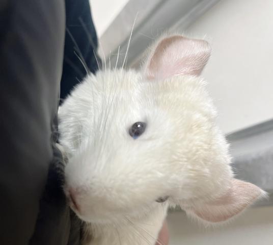 チンチラ　ホワイト