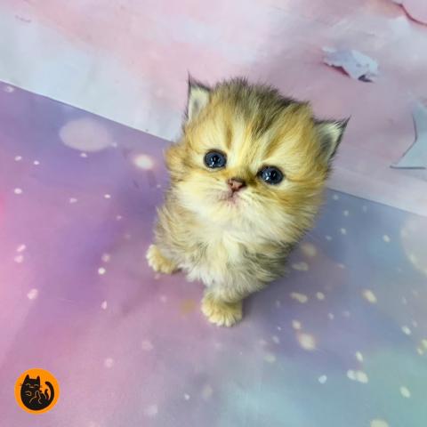 ミヌエット（旧ナポレオン）