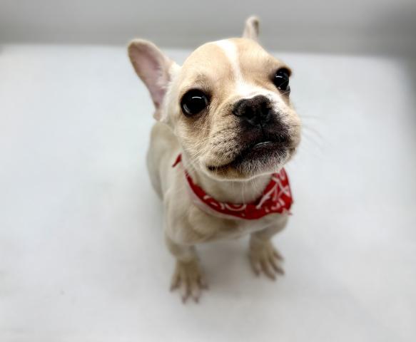 フレンチブルドッグ