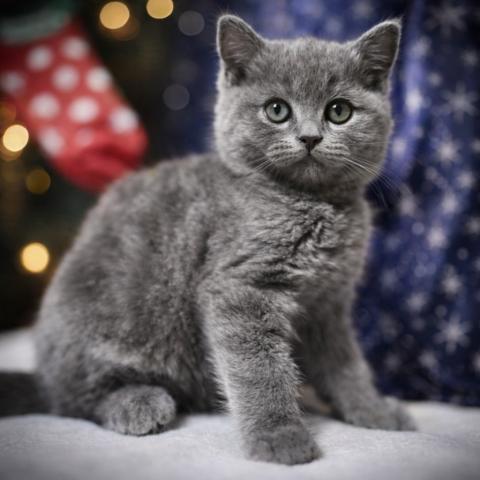 ブリティッシュショートヘア