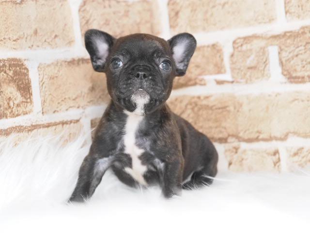 フレンチブルドッグ