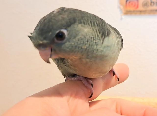 サザナミインコ　モーブ