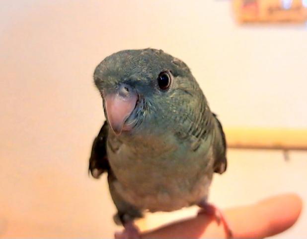 サザナミインコ　モーブ