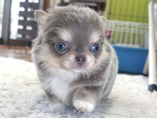 チワワ(ロングコート)