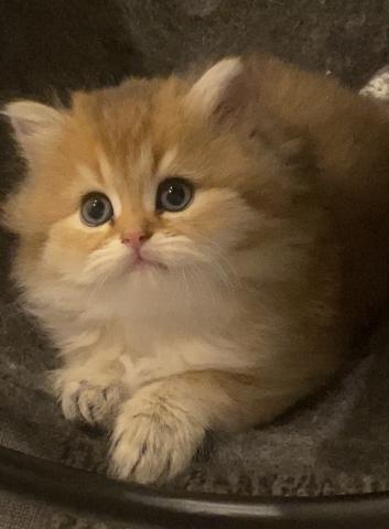 ブリティッシュショートヘアブリティッシュロングヘア