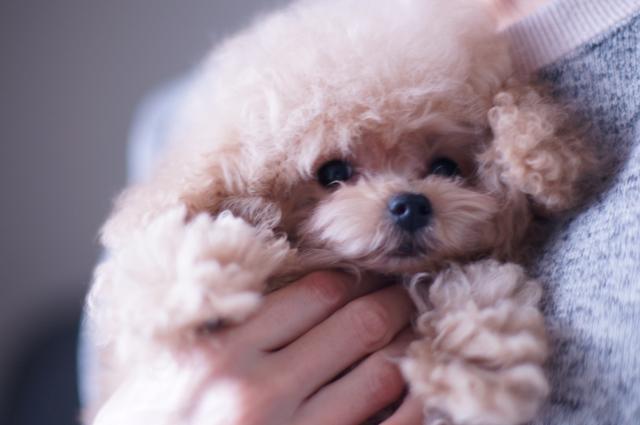 トイプードル