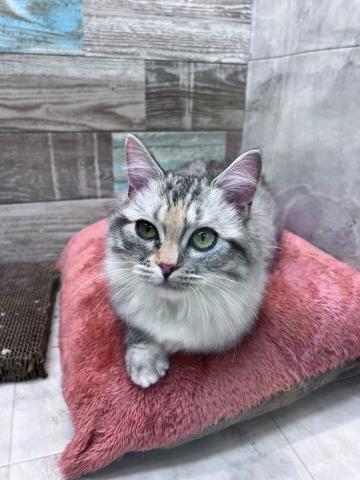 ラグドール×マンチカン