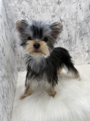 ヨークシャーテリア小柄な女の子🫶