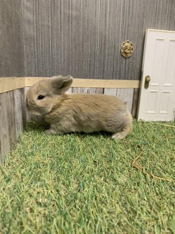 ホーランドロップ