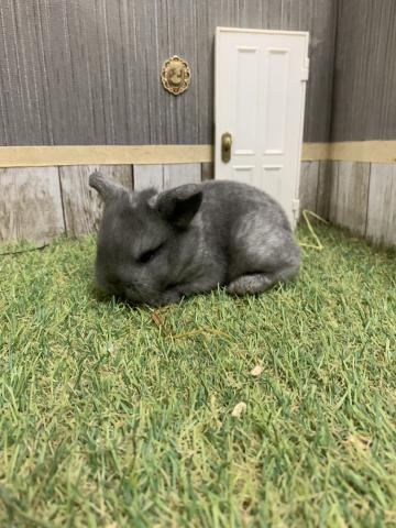 ホーランドロップ