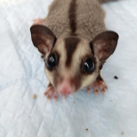 しっぽがモールみたいにふっわふわ💞