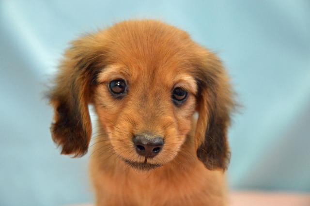 カニンヘンダックスフンド