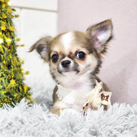 チワワ（ロングコート）