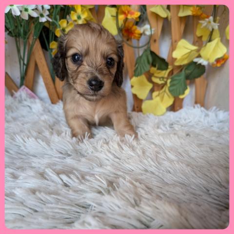 カニンヘンダックスフンド