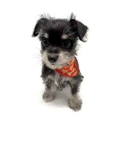 MIXチワワ×Ｍシュナウザー