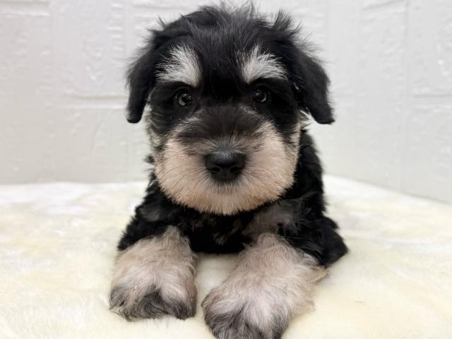 ミニチュアシュナウザー