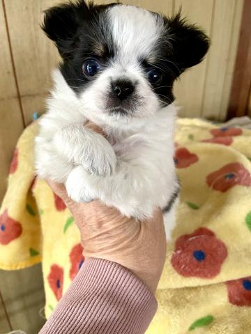 チワワ（ロングコート）